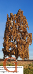 Birch with Branched Trunk Late Autumn