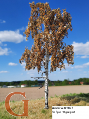 Waldbirke Spätherbst