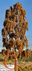 Birch Late Autumn