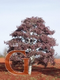 Copper Beech Summer with Branched Trunk