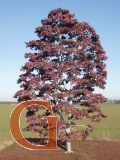 Copper Beech Summer with Branched Trunk