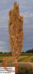 Lombardy Poplar Late Autumn