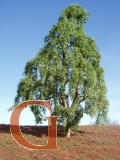 Weeping Willow Summer