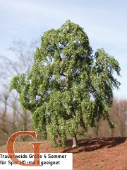 Weeping Willow Summer