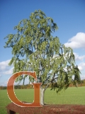 Weeping Willow Summer