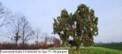 Trauerweide Frühherbst