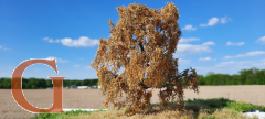 Weeping Willow Late Autumn