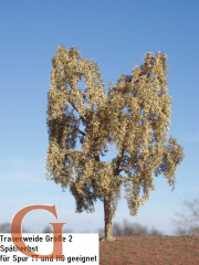 Weeping Willow Late Autumn