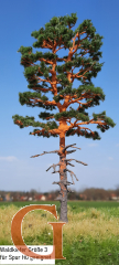 Forest Pine
