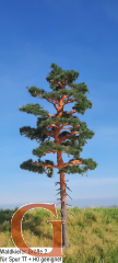 Forest Pine