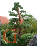 Pine with Branched Trunk