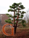 Pine with Branched Trunk