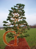 Pine with Branched Trunk