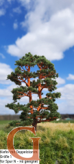 Pine with Branched Trunk