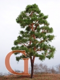 Pine with Branched Trunk