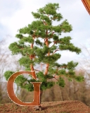 Pine with Branched Trunk