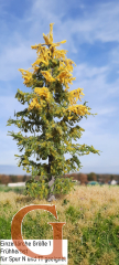 Larch Early Autumn