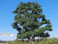 Apfelbaum Sommer