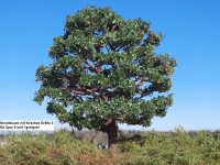 Kirschbaum Sommer