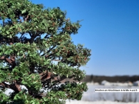 Kirschbaum Sommer