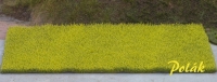 Canola Field, Blossoming