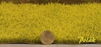 Canola Field, Blossoming