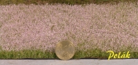 Poppy Field, Blossoming