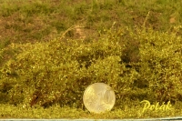 Tall Shrubs, Medium, Aspen Green