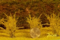 Tall Shrubs, Flowering, Laburnum Yellow