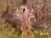 Tall Shrubs, Flowering, Tamarisks Pink