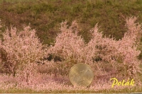 Hohe Sträucher, blühend, Tamarisken rosa