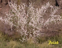 Tall Shrubs, Flowering, Sloes White