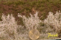 Tall Shrubs, Flowering, Sloes White