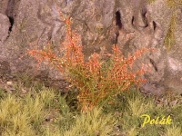 Hohe Sträucher, blühend, rot