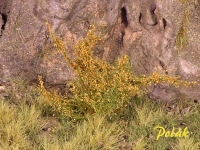 Tall Shrubs, Flowering, Orange