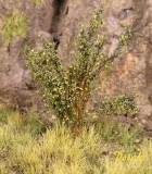 Tall Shrubs, Flowering, Gooseberry Green