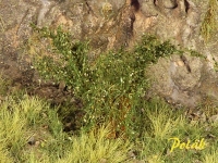 Tall Shrubs, Fine, Oak Green