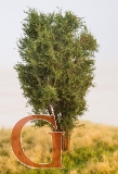 Laubbaum, 13 cm, eichengrün