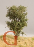 Laubbaum, 10 cm, Herbstlaub, Variante 3