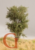 Laubbaum, 10 cm, Herbstlaub, Variante 3