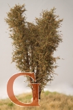 Laubbaum, 13 cm, Herbstlaub, Variante 2
